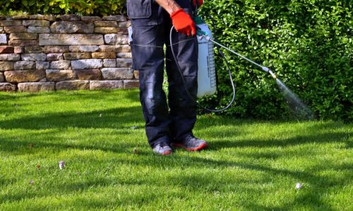 Person applying herbicide to lawn with handheld sprayer
